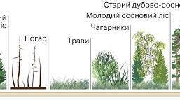 Сукцесії