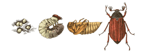 0600a36f-0c00-458x166.png