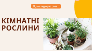Презентація до уроку "Кімнатні рослини. Догляд за кімнатними рослинами"