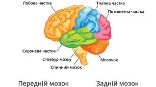 Головний мозок. Вегетативна нервова система.Захворювання нервової системи