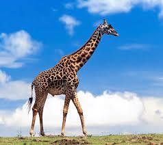 цікаві факти про жирафа