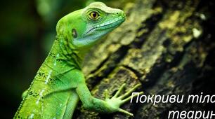 Покриви тіла тварини