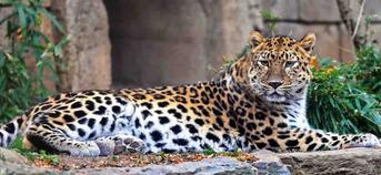 цікаві факти про леопарда