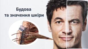 Будова та функції шкіри