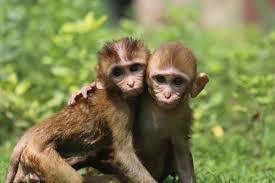 Дві осиротілі мавпочки подружилися і зараз оздоровлюються в заповіднику дикої природи