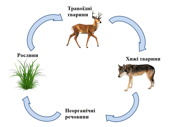 Біологічний кругообіг