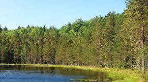 На Луганщині висихає сосновий ліс - Відкритий ліс