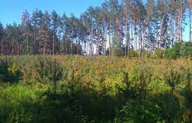 На Сумщині вмирає сосновий ліс