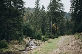 Сосновий ліс: картинки, стокові Сосновий ліс фотографії, зображення | Скачати з Depositphotos