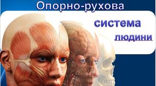 Розвиток опорно-рухової системи людини з віком