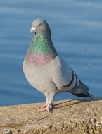0600b136-0b87-258x338.png
