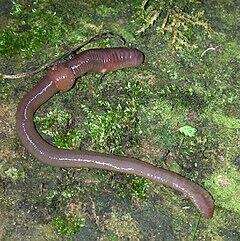 0600b1zg-3de6-240x241.jpg