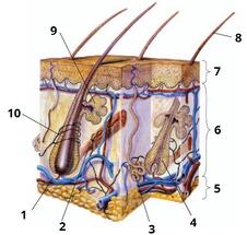 0600b2q5-c5c6-226x215.jpg