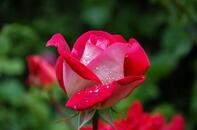 0600b5ft-c208-246x162.jpg
