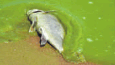 0600b5pt-5331-240x136.png