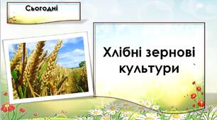 Презентація "Хлібні зернові культури".