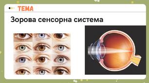 Зорова сенсорна система. Презентація для учнів 8 класу.
