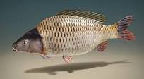 Короп звичайний - 3D-сцена - Цифрова освіта та навчання від ...