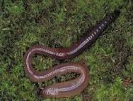 ДОЩОВИЙ ЧЕРВ, Lumbricidae, Eiseniella tetraedra, Lumbricus ...