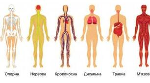 Діагностувальна робота "Організм людини"