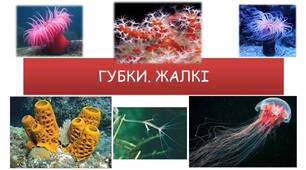 ГУБКИ. ЖАЛКІ 