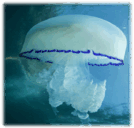 0600bs0y-a0a8-134x128.png