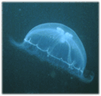 0600bs1h-5aad-143x137.png