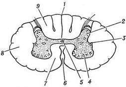 0600bsjp-67aa-254x175.jpg