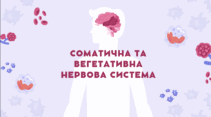 Презентація "Соматична та вегетативна нервова система", 8 клас, біологія