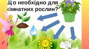 КОНСПЕКТ  ЗАНЯТТЯ  ОЗНАЙОМЛЕННЯ З ПРИРОДНИМ  ДОВКІЛЛЯМ     Кімнатні рослини