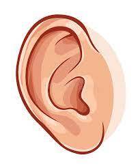 Human ear. Illustration of realistic human ear isolated on white , #ad, #Illustration, #ear, #Human,… | Human ear, Alphabet coloring pages, Cartoon drawing for kids