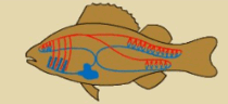 0600bvnz-e44e-210x96.png