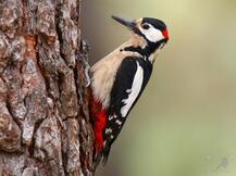 Большой пёстрый дятел - eBird