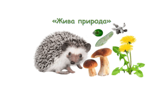 6 клас. Вивчаємо живу природу Землі