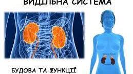 Видільна система людини