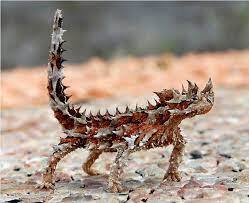 Молох или «колючий дьявол» (лат. Moloch horridus) – Интересные животные
