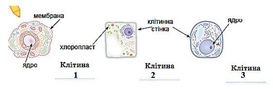 0600cclg-52a6-561x184.png