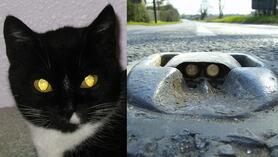 Creepy Cat Eyes Inspire Road Markers (And Other Unexpectedly Interesting Inventions) | KQED