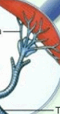 0600cjyk-1d59-117x222.png