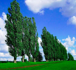 0600ck0h-71ed-250x231.jpg