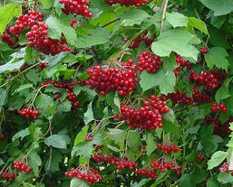 0600ck1n-4e02-257x207.jpg