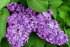 0600ck2x-41f7-246x164.jpg