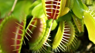 Test for reading comprehension "Extraordinary plants" 9th grade