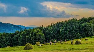Кормові ресурси лісу