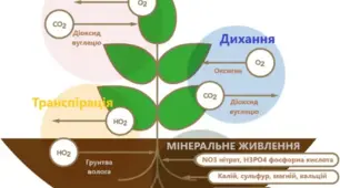 Процес живлення та дихання рослин. Опора й рух тварин і рослин