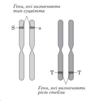 0600d14f-f923-306x330.png