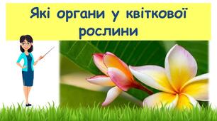 ЯКІ ОРГАНИ У КВІТКОВОЇ РОСЛИНИ