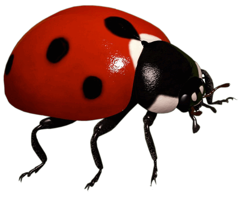 0600d6wj-9412-850x707.png