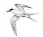 0600dcb6-07a2-245x214.png