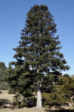 0600dh5b-ac9d-252x383.jpg